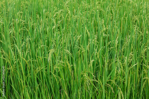 Raw rice in rice field background, abstract nature green