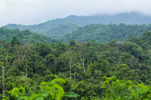 Rain forest Forest, Kaeng Krachan National Park, Phetchaburi, Thailand