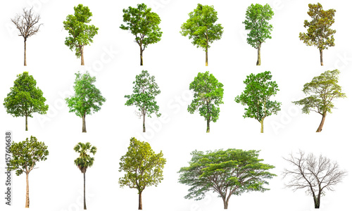 isolated tree on white background  collections tree isolated on white background