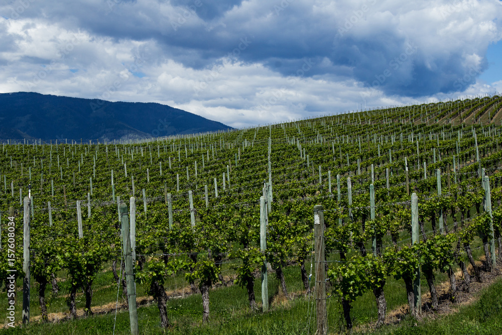 Vineyard in Springtime: Rows of Grapes under a cloudy sky