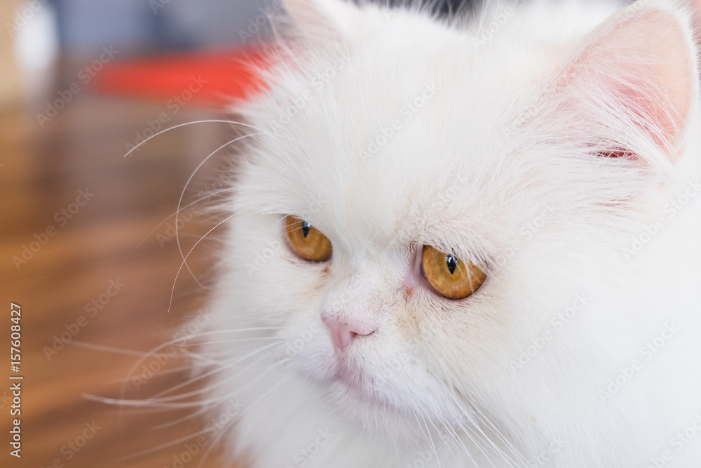 Closeup portrait of white Maine coon cat with orange eyes