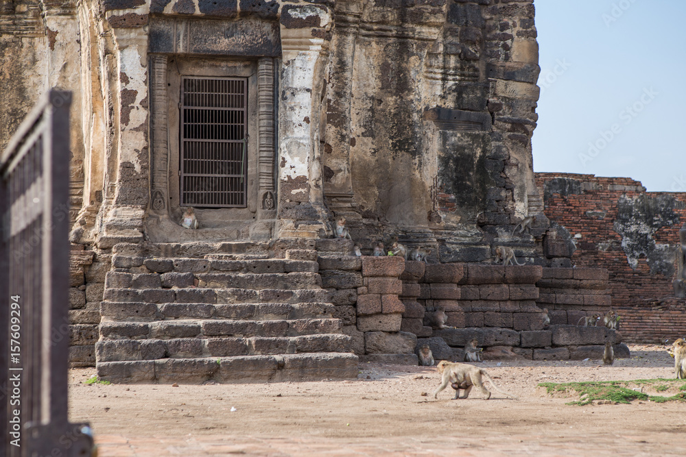 Fototapeta premium Monkey in Thailand
