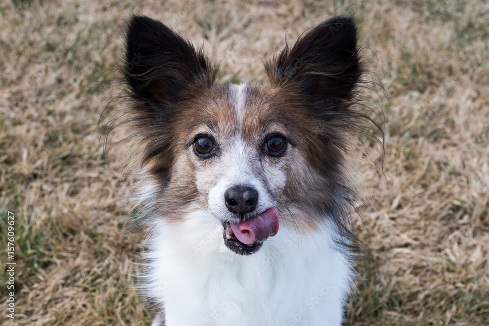 Papillon Dog With Tongue Rolled