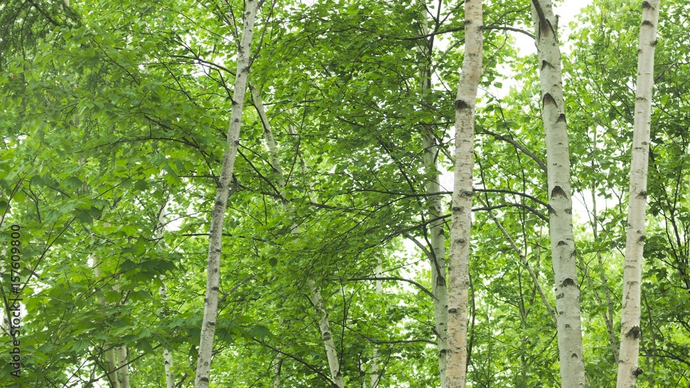Obraz premium 新緑のシラカバの森