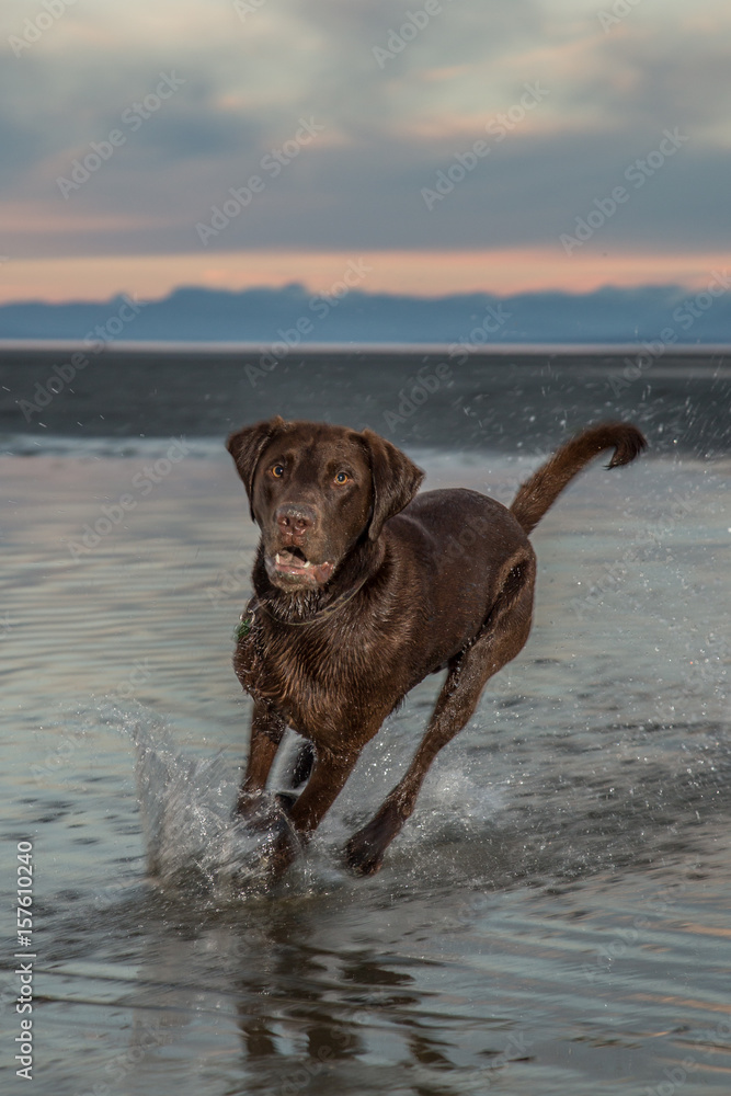 Chocolate lab running in ocean Chocolate lab running in ocean