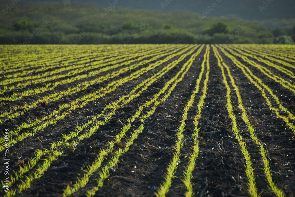 Green rows Green rows