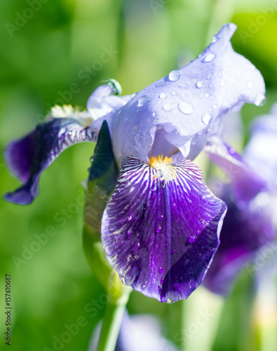 Fototapeta Naklejka Na Ścianę i Meble -  Raindrops on a flower of iris