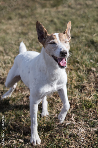 Jack Russell Terrier Laughing