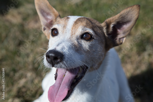 Jack Russell Terrier with Tongue Out