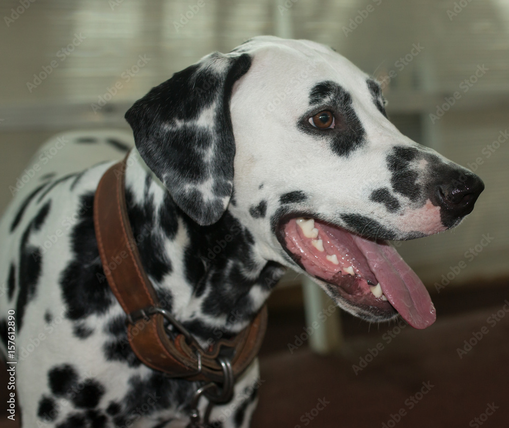 Dalmatian dog