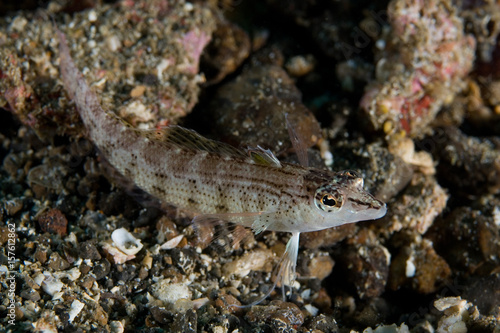 Single Goby fish