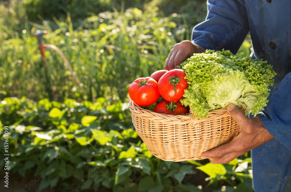 Fototapeta premium farmer holding basket with fresh organic vegetables