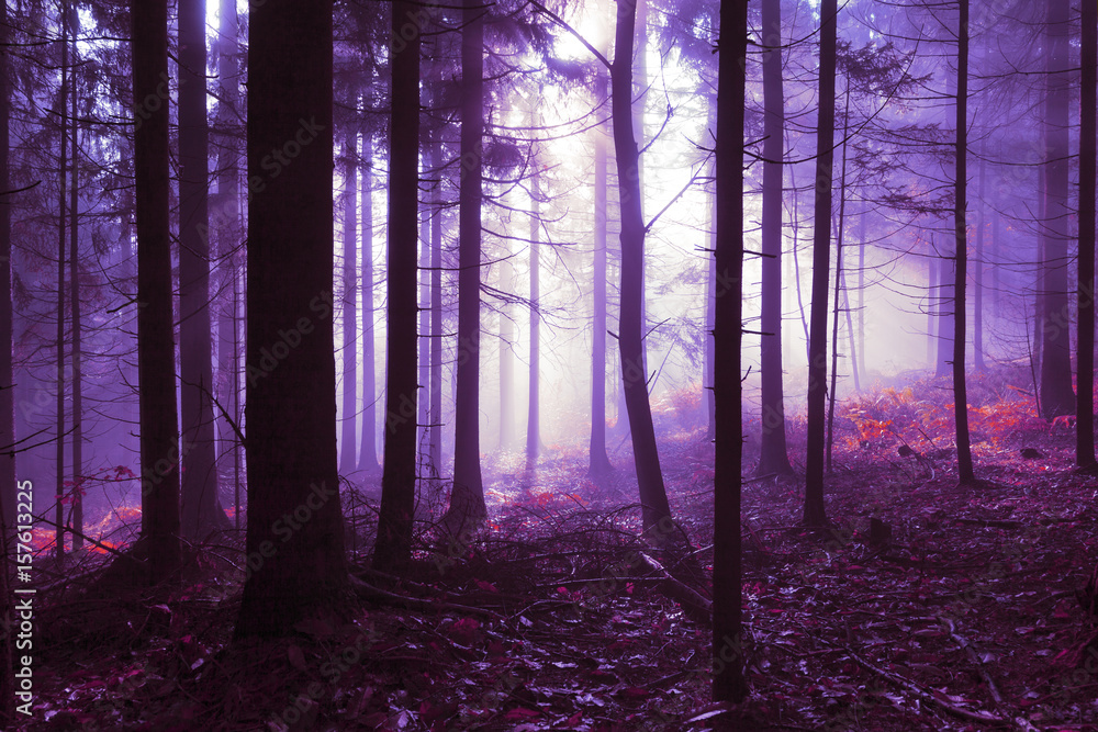 Fototapeta premium Upiorne różowe fioletowe mgliste światło w krajobrazie drzew leśnych. Zastosowano filtr tonalny koloru.
