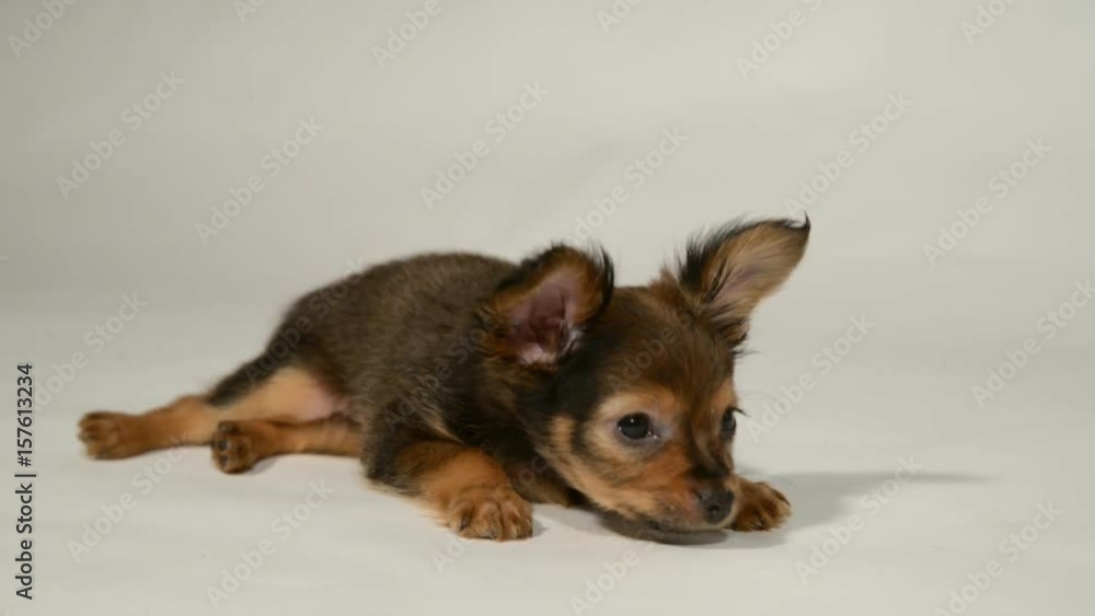 Puppy toy terrier is on a white background. Puppy toy terrier is on a white background.