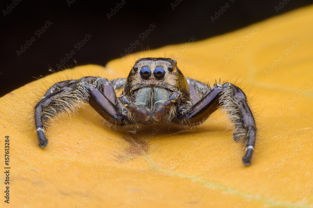Super macro male Hyllus diardi or Jumping spider