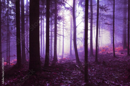Spooky pink purple colored foggy light in the forest tree landscape. Color tone filter effect used. © robsonphoto