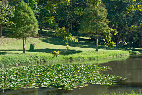 Lily pond at the Durban North Japanese Gardens, KwaZulu-Natal, South Africa