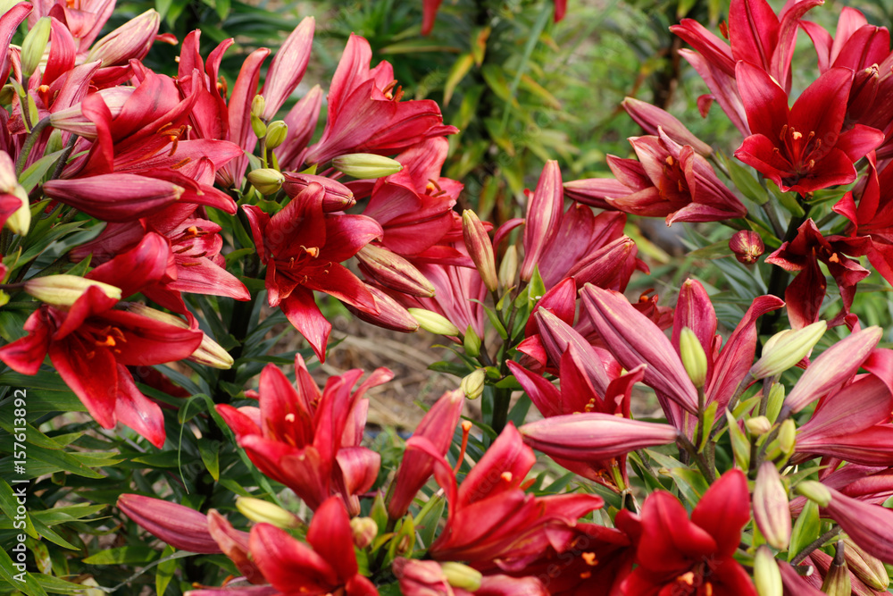 red lily red lily