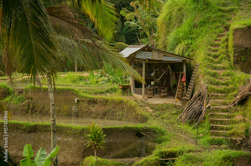 Rice terraces in Indonesia. Agriculture, rice, Indonesia.