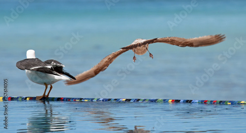 Photography bird in flight over ocean and pool