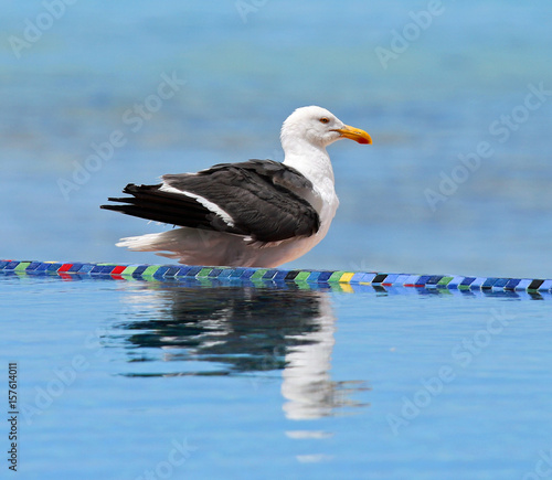 bird sitting on pool edge overlooking the ocean