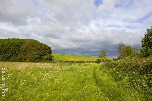 woodland and meadows