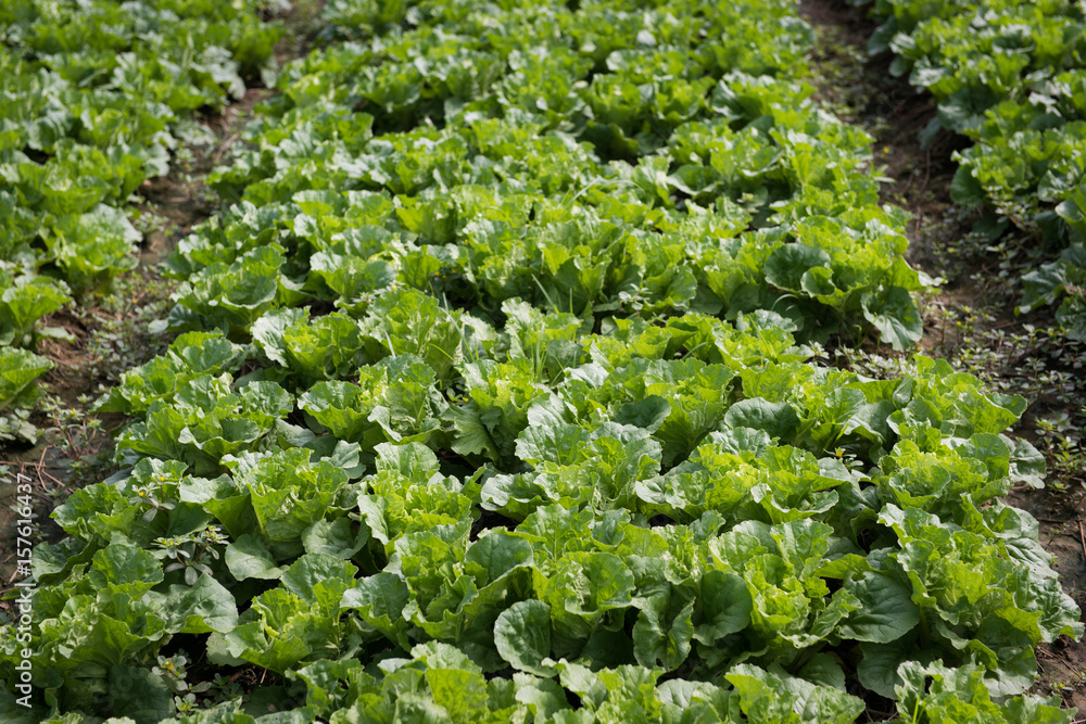 Water sprinkler system in a green organic vegetable garden,Garden with young fresh vegetables Water sprinkler system in a green organic vegetable garden,Garden with young fresh vegetables