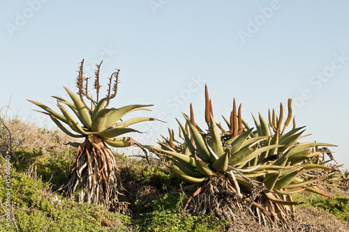Wild aloe plants on a hill © bondsza