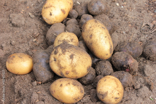 Kartoffel Ernte Feld Acker Boden Sand Haufen verschiedene Sorten