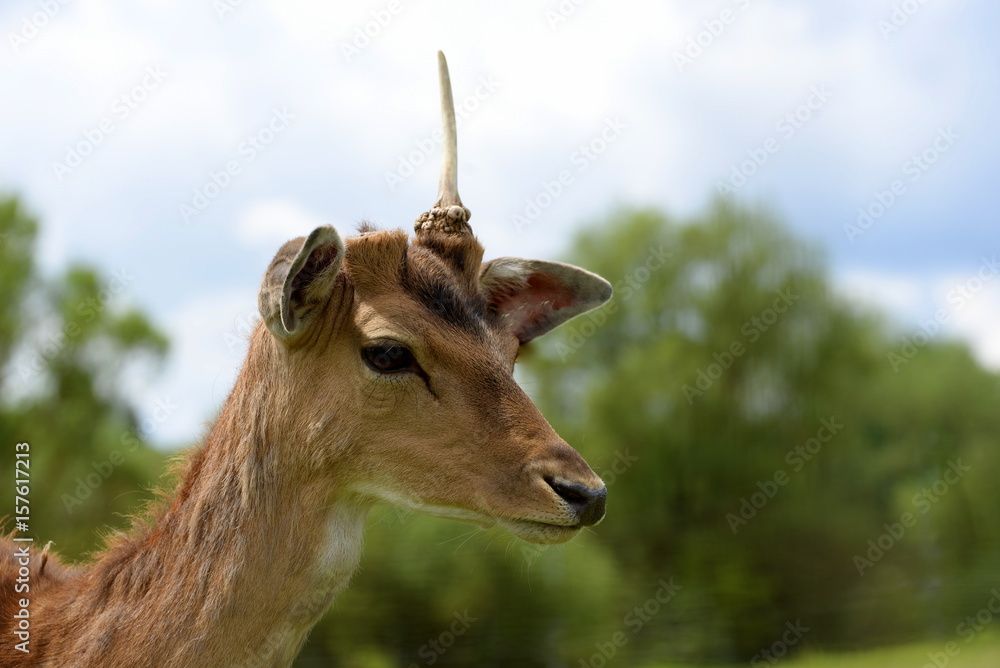 Naklejka premium unhappy unicorn, young male deer with only one entler