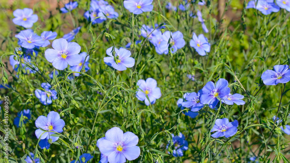Fototapeta premium Flax flower on the meadow.