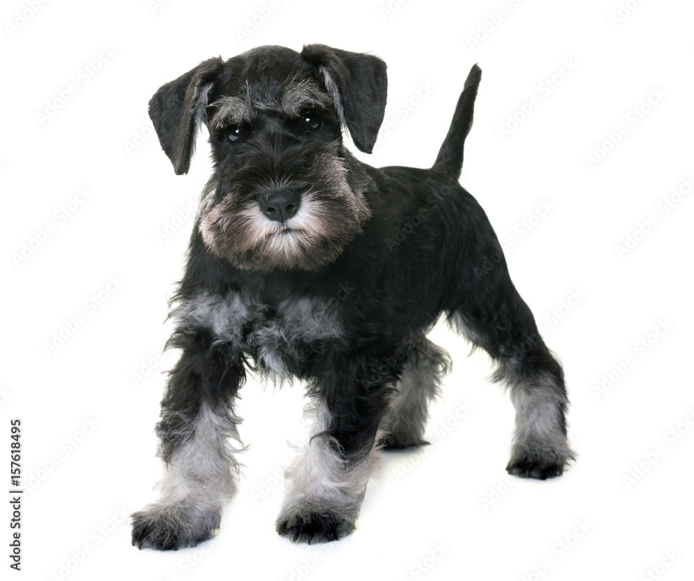 puppy miniature schnauzer