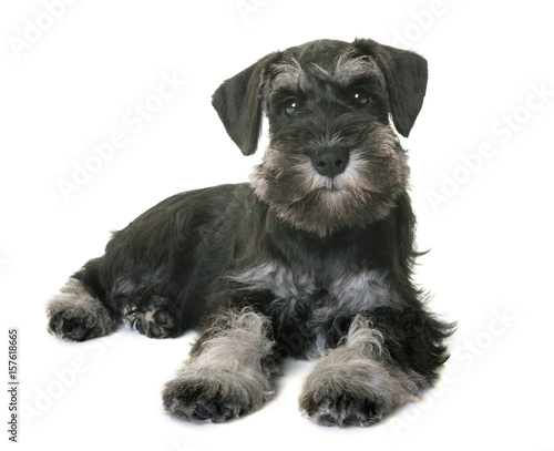 Tableau sur toile puppy miniature schnauzer