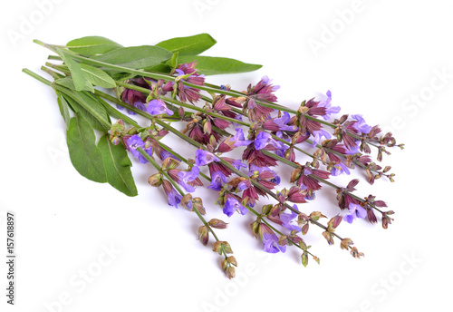 Salvia officinalis