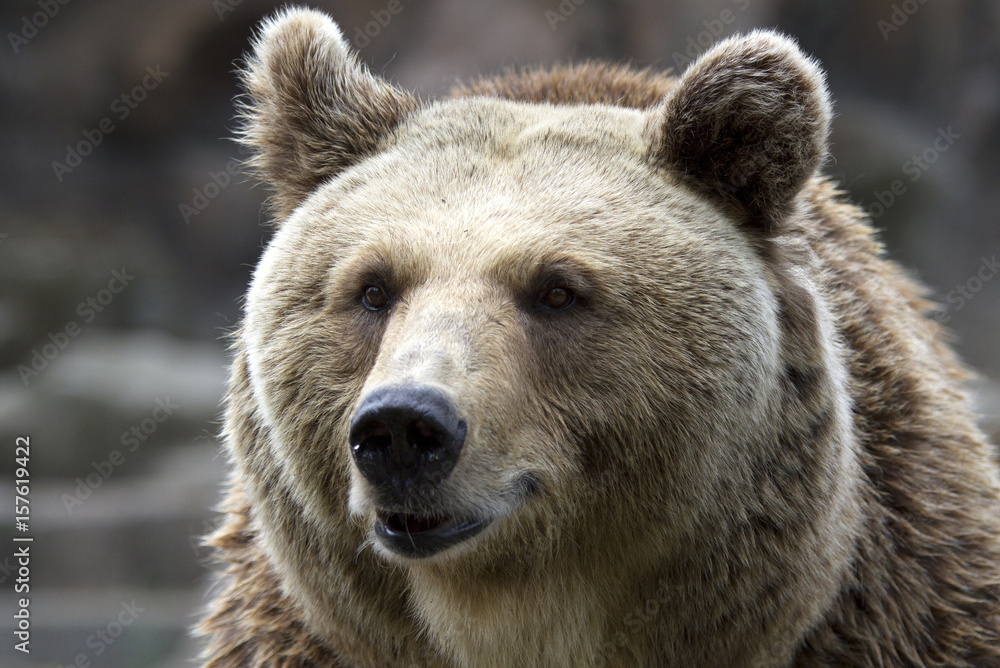 Bear. Ursus arctos