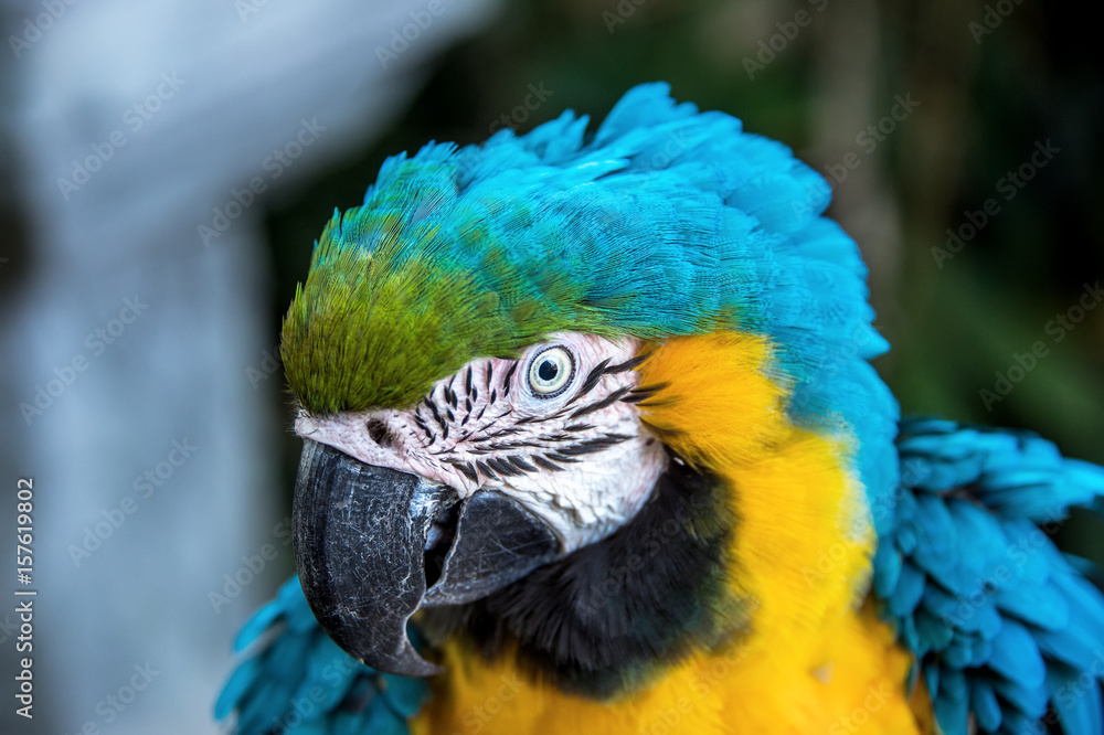 in a tropical forest, a large green parrot macaw close-up. A horizontal frame.