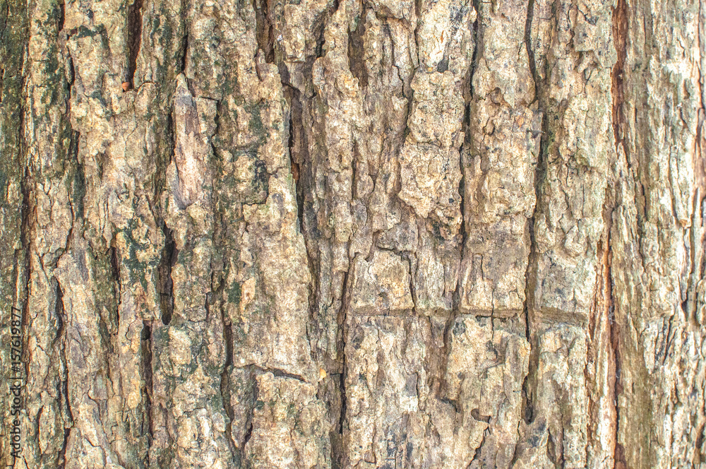 Old natural wooden close up, old wood background, texture of bark wood Old natural wooden close up, old wood background, texture of bark wood