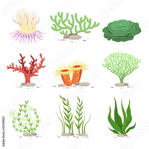 Vector set of underwater plants. Funny illustrations in cartoon style isolate on white