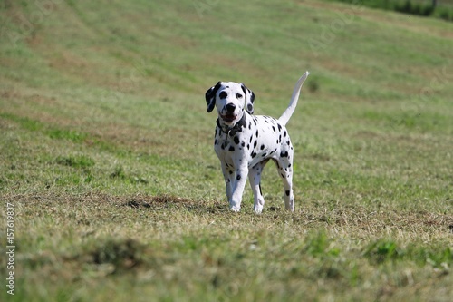 Wallpaper Mural Dalmatiner welpe im Garten Torontodigital.ca