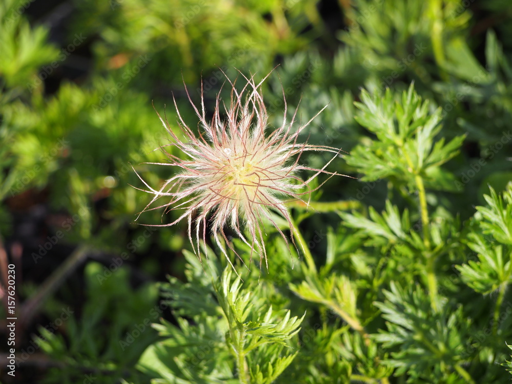 Pulsatilla vulgaris - pasqueflower seed head Pulsatilla vulgaris - pasqueflower seed head