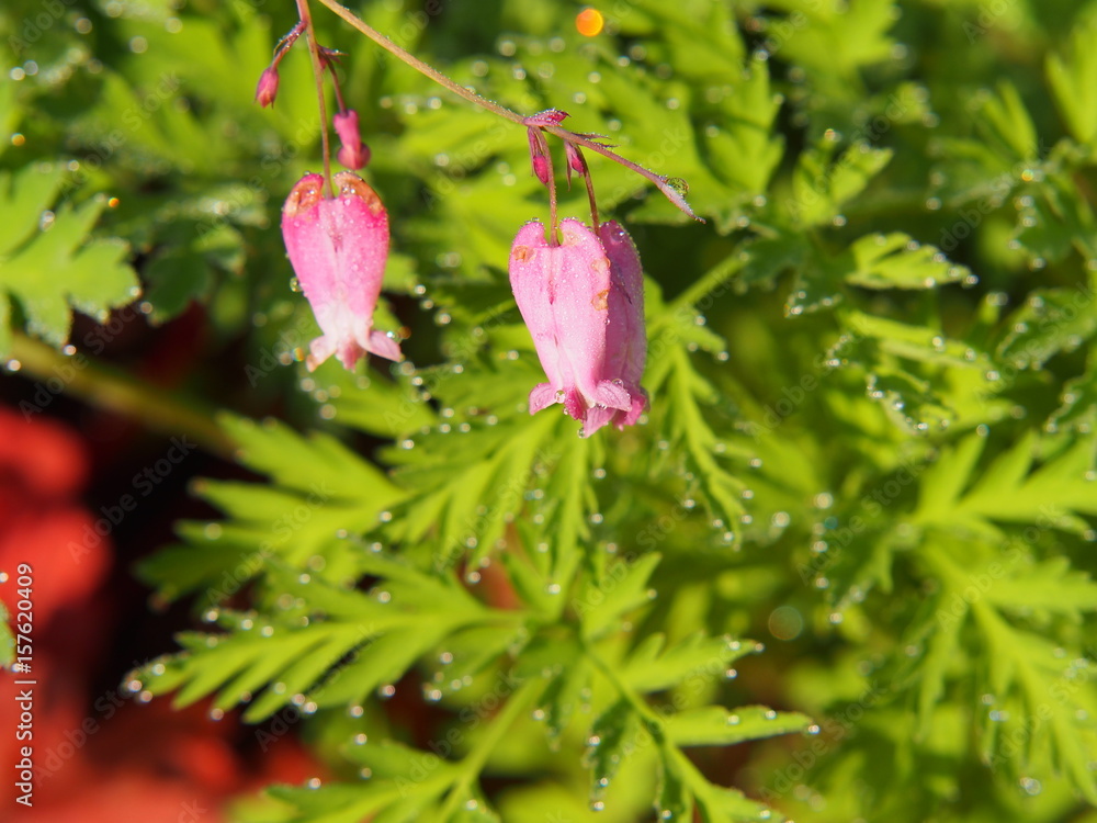 Obraz premium Dicentra eximia (turkey-corn, fringed wild bleeding-heart) 