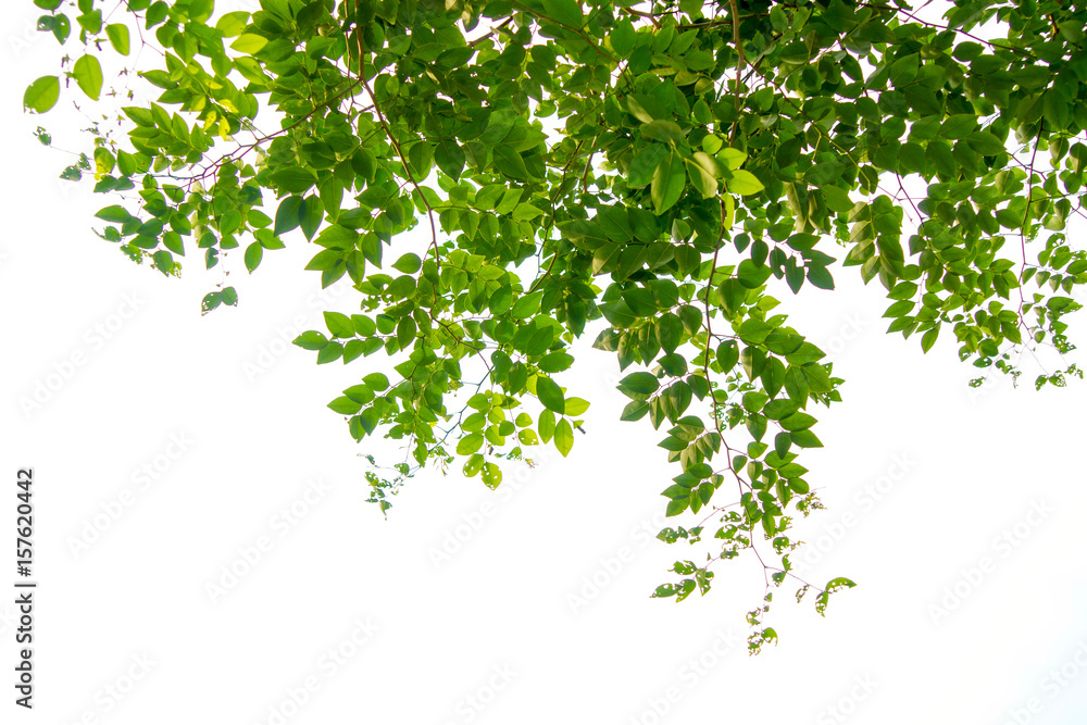 Green tree branch isolated - obrazy, fototapety, plakaty 