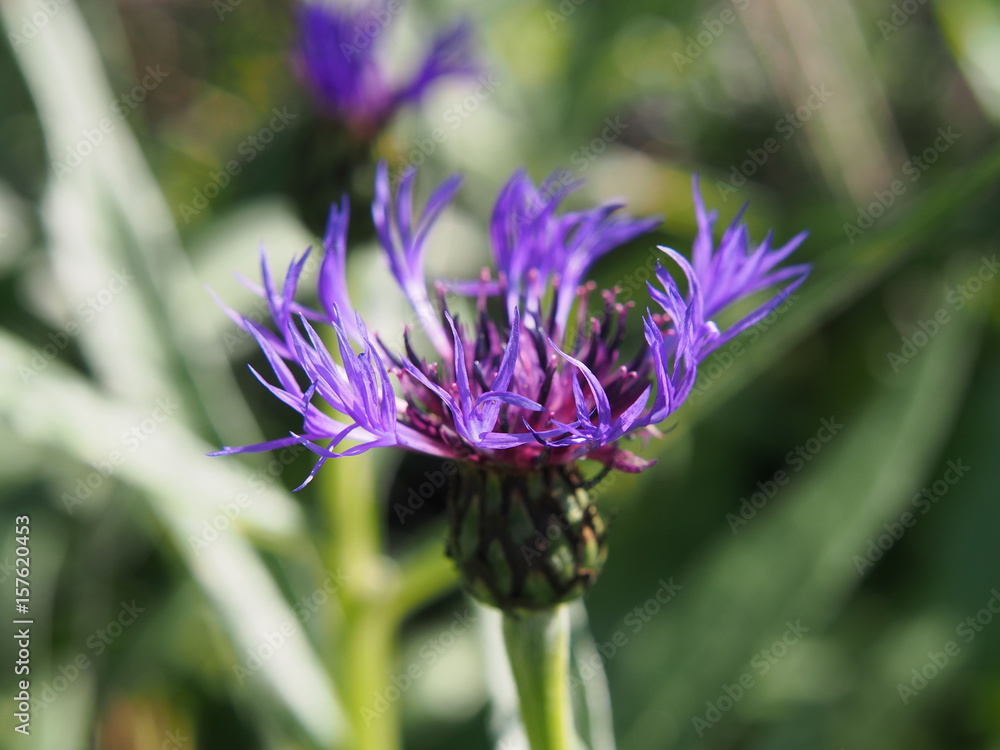 Centaurea montana - mountain cornflower Centaurea montana - mountain cornflower