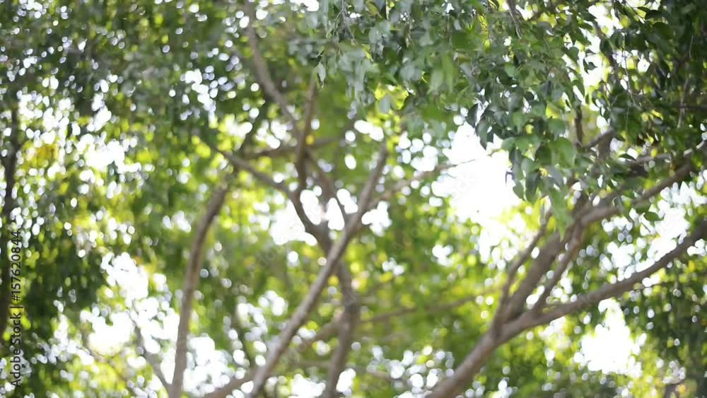 Wind blowing branches. Wind blowing branches.