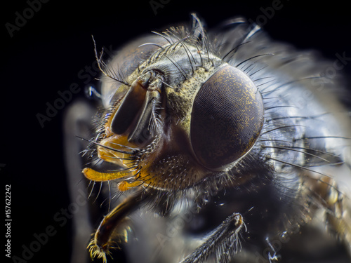 Big monster close up a fly