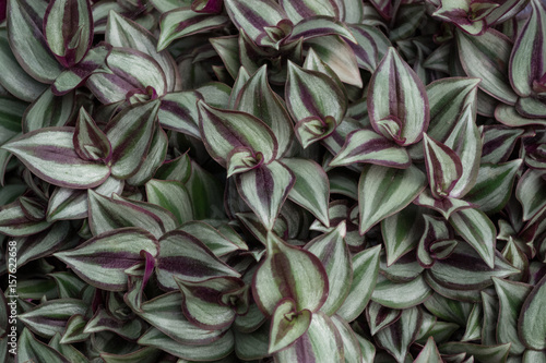 Tradescantia flower