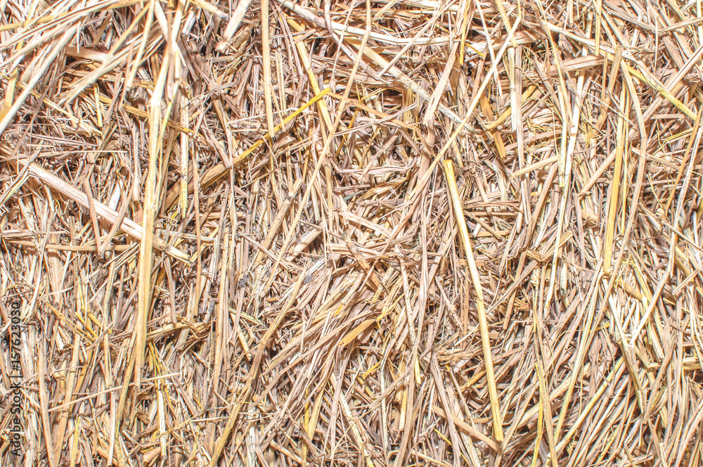 drying Straw palms leaves texture rustic background. Dries hay with cereals and other wild meadow herbs