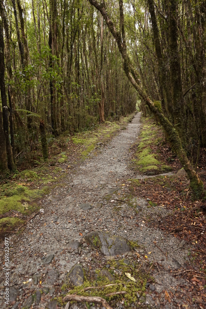 Fototapeta premium New Zealand