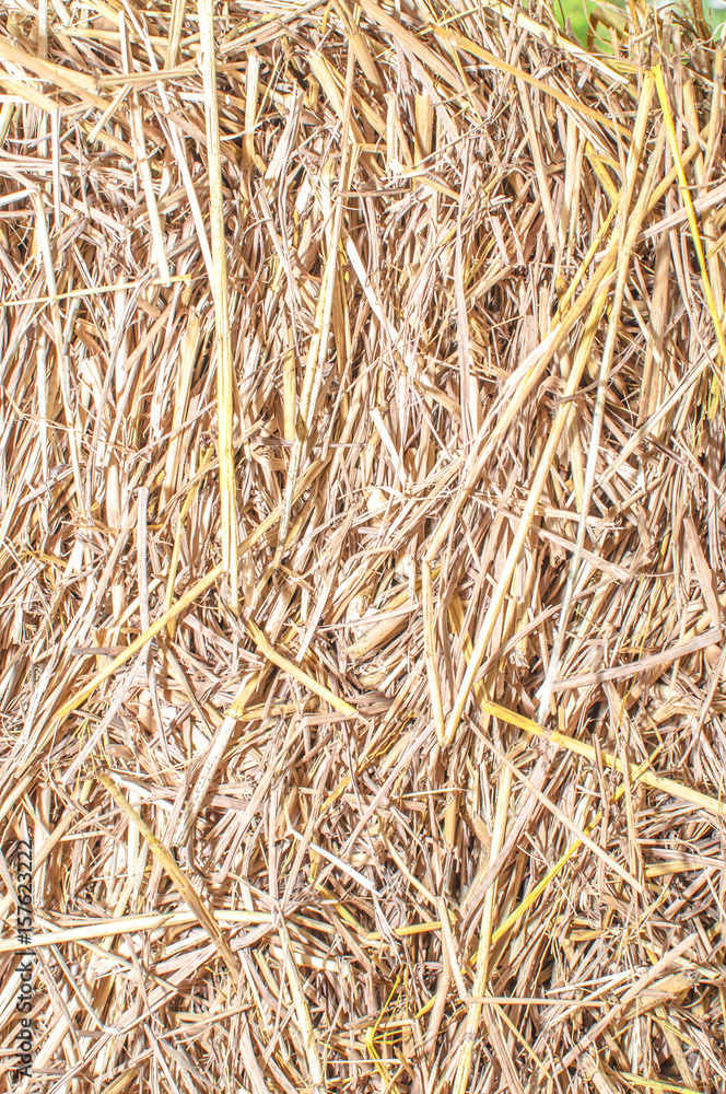 drying Straw palms leaves texture rustic background. Dries hay with cereals and other wild meadow herbs drying Straw palms leaves texture rustic background. Dries hay with cereals and other wild meadow herbs