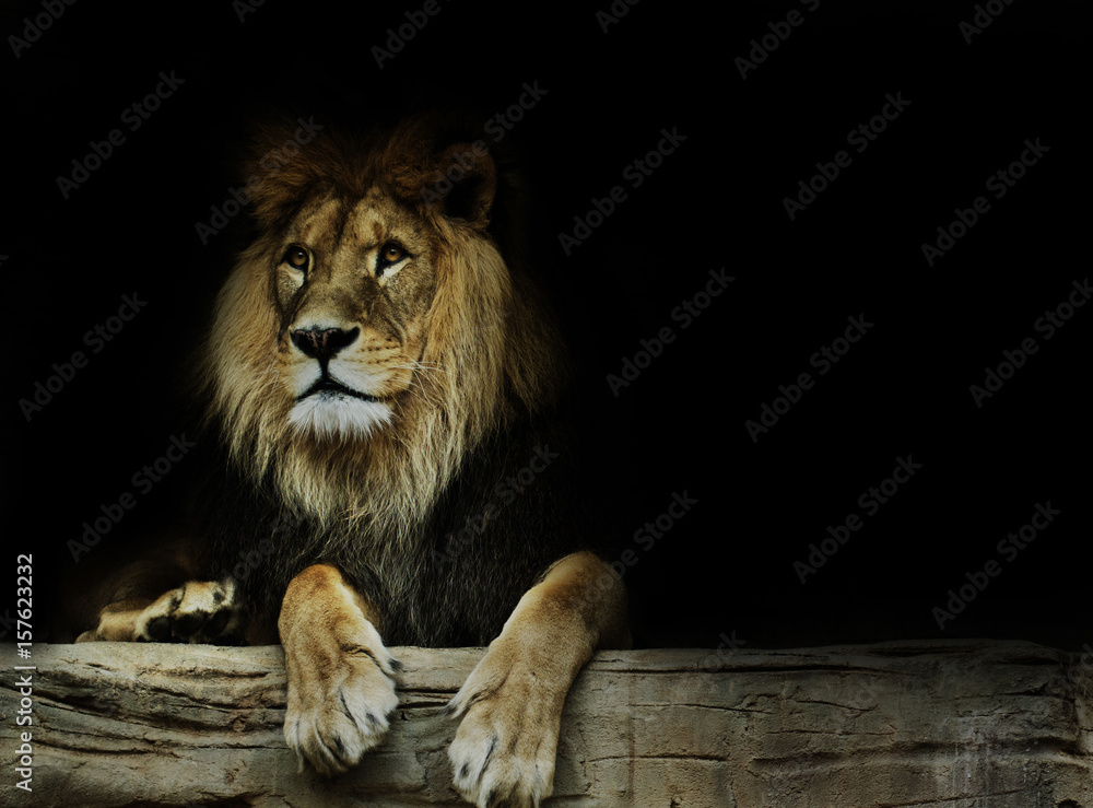 Naklejka premium Postcard with lion